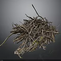 Natural Forest Floor Pile of Twigs and Tree Roots with Soil and Moss