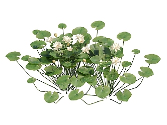 modern water lily aquatic plant 3d model