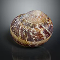 Decorative Ornament Set Featuring Natural Snail Shell With Brown White Texture 3d model