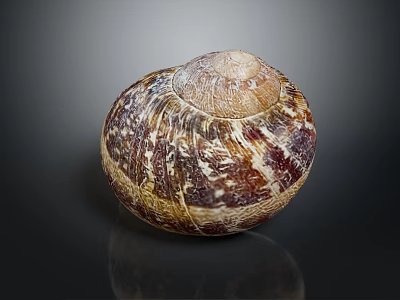 Decorative Ornament Set Featuring Natural Snail Shell With Brown White Texture 3d model