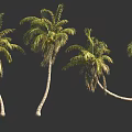 Tall Green Palm Trees With Curved Trunks And Lush Fronds Isolated On Dark Background