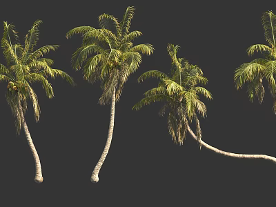 Tall Green Palm Trees With Curved Trunks And Lush Fronds Isolated On Dark Background 3d model