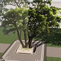 Large Deciduous Tree With Lush Green Foliage And Multiple Trunks In Landscape