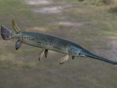 Aquatic Animal Garfish With Long Snout Slender Body And Spotted Skin 3d model
