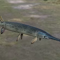 Aquatic Animal Garfish With Long Snout Slender Body And Spotted Skin