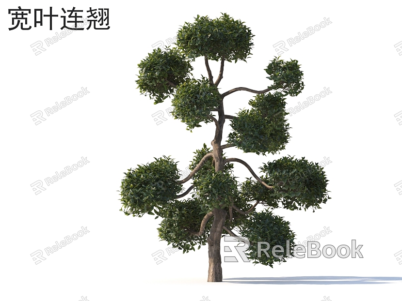 Forsythia broad-leaved small trees trees plants model