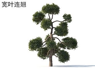 Forsythia broad-leaved small trees plants 3d model