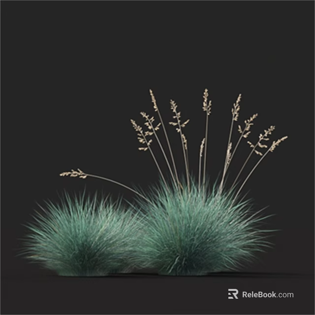 Green Ornamental Grass with Tall Spiky Tops and Short Dense Spherical Leaves on Dark Background 3d model 