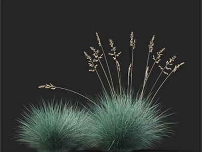 Green Ornamental Grass with Tall Spiky Tops and Short Dense Spherical Leaves on Dark Background 3d model