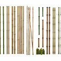 Various Natural Bamboo Stems In Green And Brown With Shoots And Leaves