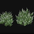 Lush Green Shrubs With Dense Foliage And White Flower Clusters For Garden