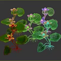 Vibrant Aquatic Plants With Colorful Flowers Green Leaves And Roots