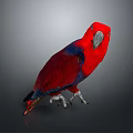 Red and Blue Parrot With Vibrant Feathers Standing On Dark Reflective Background
