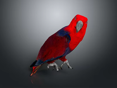 Red and Blue Parrot With Vibrant Feathers Standing On Dark Reflective Background 3d model