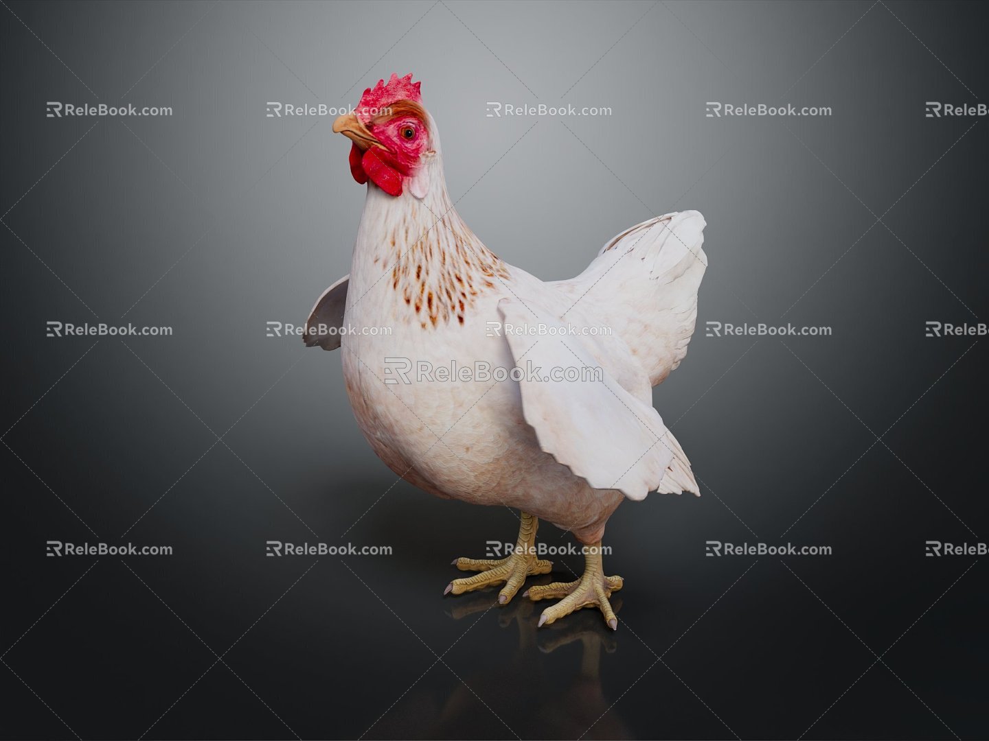 Modern Hen Domestic Chicken 3d model