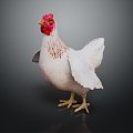 Modern Hen Domestic Chicken 3d model