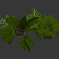 Indoor Houseplants Collection With Various Green Leafy Plants In Modern Planters