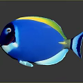 Blue Fish With Yellow And Green Stripes Black Head And Blue Tail On Gray Background