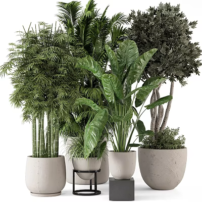 Stylish Garden Decorative Pieces with Bamboo Monstera and Green Plants in Concrete Pots 3d model