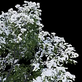 Lush Flowering Tree with Abundant White Blossoms and Vibrant Green Leaves