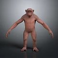 Brown Full Body Standing Orangutan with Extended Arms on Gray Gradient Background
