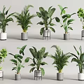 Assorted Indoor Potted Plants Featuring Diverse Leaf Shapes and Stylish Planters 3d model