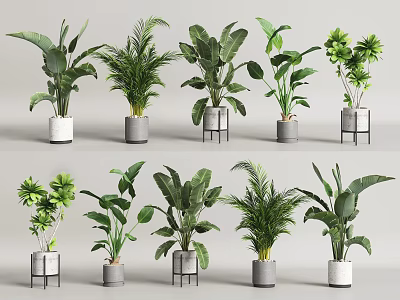 Assorted Indoor Potted Plants Featuring Diverse Leaf Shapes and Stylish Planters 3d model