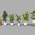 Various Bonsai Potted Plants with Different Green Species and Decorative Planters