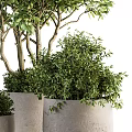 Lush Green Bonsai Potted Plants In Gray Pots With Various Sizes And Foliage