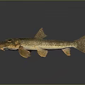 Spotted Brown And Yellow Fish With Prominent Fins Detailed Body Structure Against Dark Background