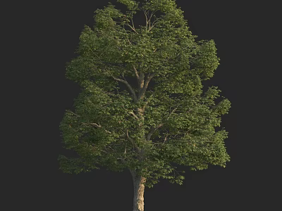 Lush Arbor Tree With Green Foliage And Brown Trunk On Black Background 3d model