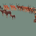 Group of Deer with Various Sizes Antlers and Fawns in Natural Scene