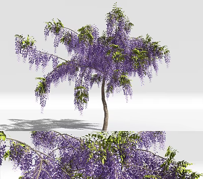 Wisteria Tree With Hanging Purple Flowers And Green Leaves In Full Bloom 3d model