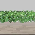Bonsai Potted Plant In Long Rectangular Planter With Lush Green Leaves On Indoor Wooden Floor