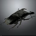 Black Beetle with Large Head and Long Legs on Gray Background 3d model