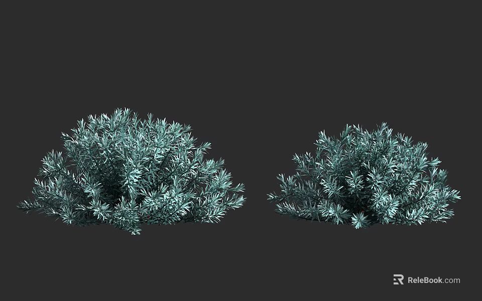 Two Blue Green Lush Shrubs With Dense Foliage Isolated on Dark Background 3d model 