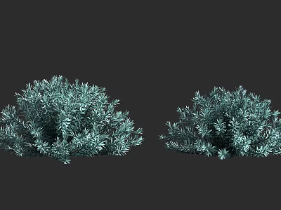 Two Blue Green Lush Shrubs With Dense Foliage Isolated on Dark Background 3d model