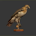 Bird Specimen Standing On Orange Base With Detailed Feathers Against Dark Background 3d model