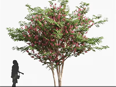 Ornamental Shrub with Pink Flowers and Green Leaves Near Person Silhouette 3d model
