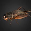 Detailed View Of A Cricket With Brown Black Body And Long Antennae