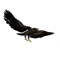 Majestic Flying Eagle With Spread Wings And Sharp Talons In Mid Air