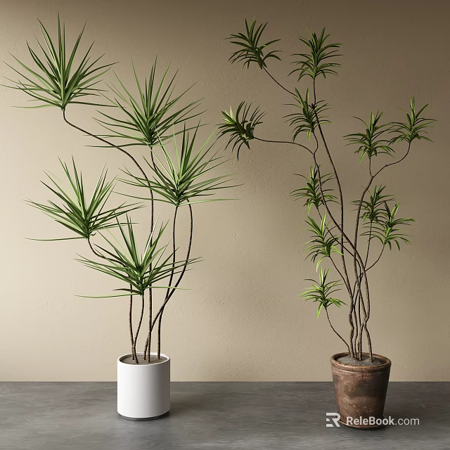 Potted Bonsai with Green Leaves Slender Stems in White Brown Pots on Tabletop Light Wall 3d model 