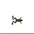 Realistic Brown Black Striped Spotted Frog With Open Mouth And Webbed Feet