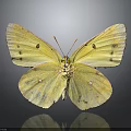 Yellow Butterfly With Spotted Wings On Dark Background And Reflection Close Up View
