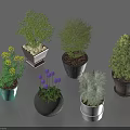 Various Bonsai Potted Plants With Green Foliage Yellow Flowers And Colorful Ceramic Pots