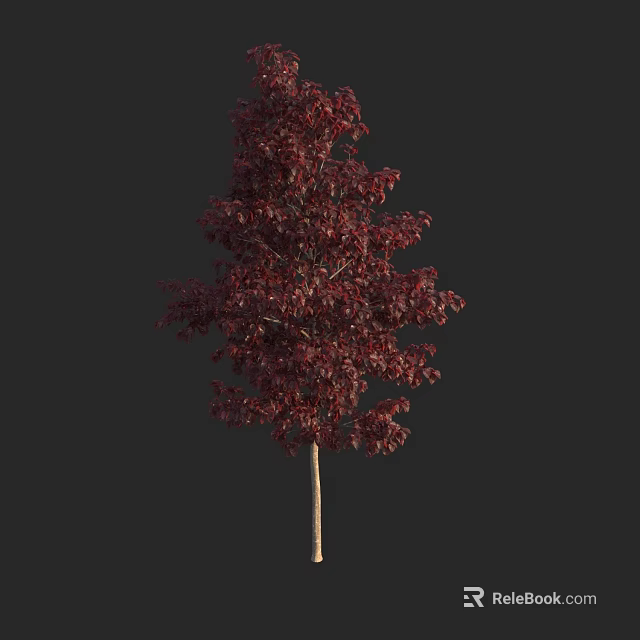 Lush Deciduous Tree With Deep Red Foliage And Slender Light Trunk 3d model 