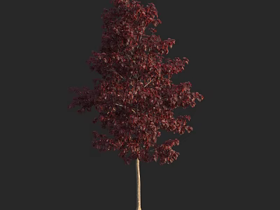 Lush Deciduous Tree With Deep Red Foliage And Slender Light Trunk 3d model