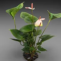 Anthurium Indoor Plant With Large Green Leaves And Pink Flowers