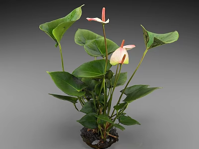 Anthurium Indoor Plant With Large Green Leaves And Pink Flowers 3d model