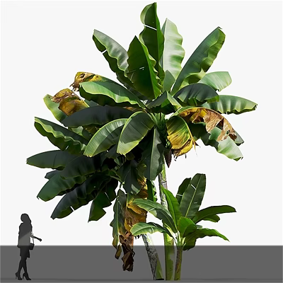 Tall Tree With Large Green Leaves And Yellowing Withered Foliage Near Human Silhouette 3d model